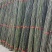 竹竿菜架竹豆角架黄瓜架西红柿架辣椒架