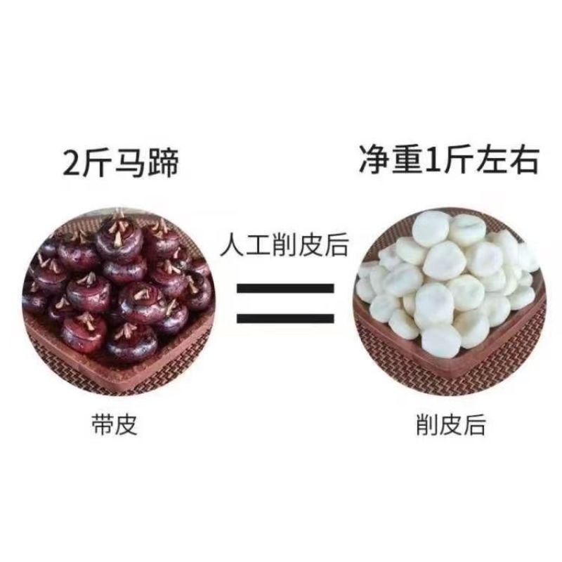 削皮马蹄荸荠四川大马蹄