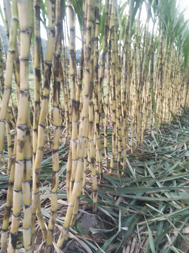 景东水果甘蔗