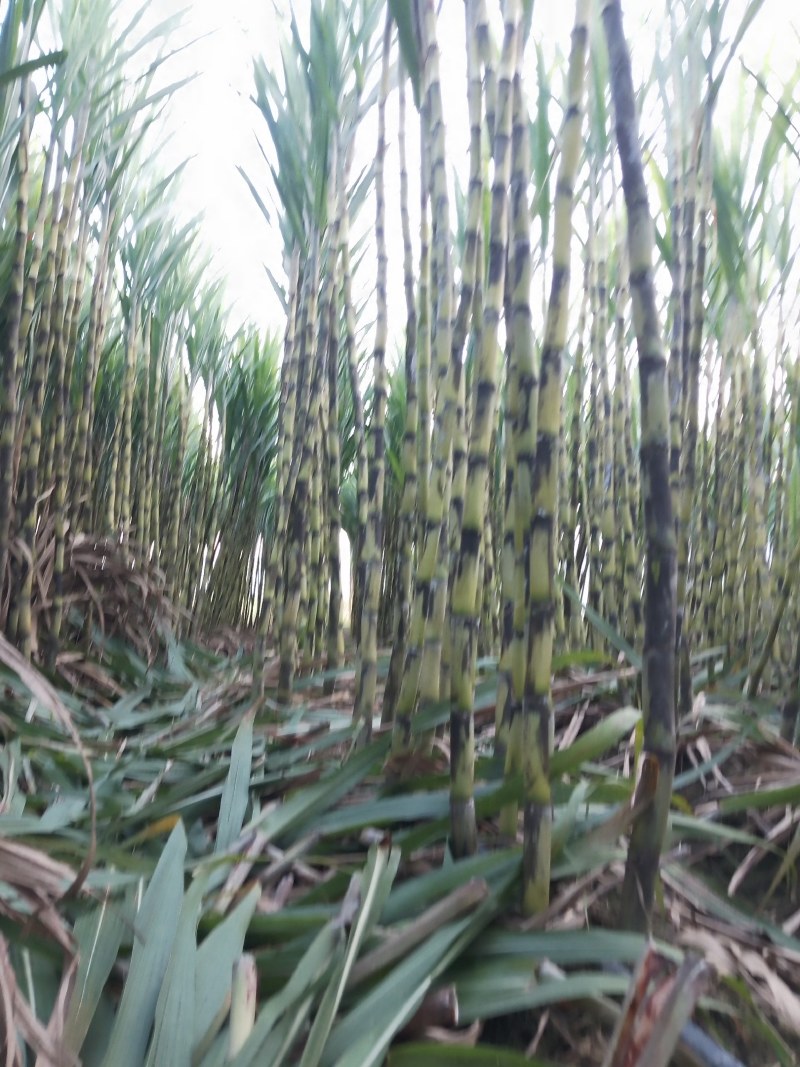 景东水果甘蔗