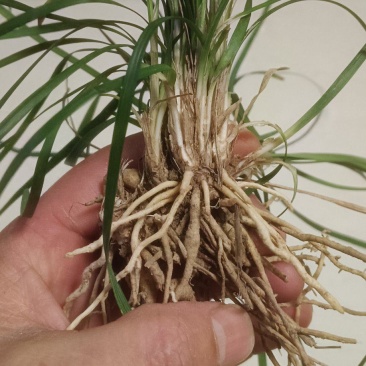 麦冬种苗麦冬草