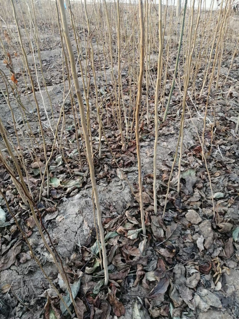 1-5公分血皮槭价格，血皮槭多少钱，血皮槭小苗价格不高