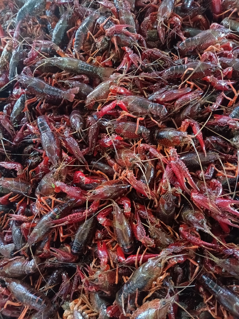 湖北小龙虾，一手货源，大中小规格齐全，产地直供