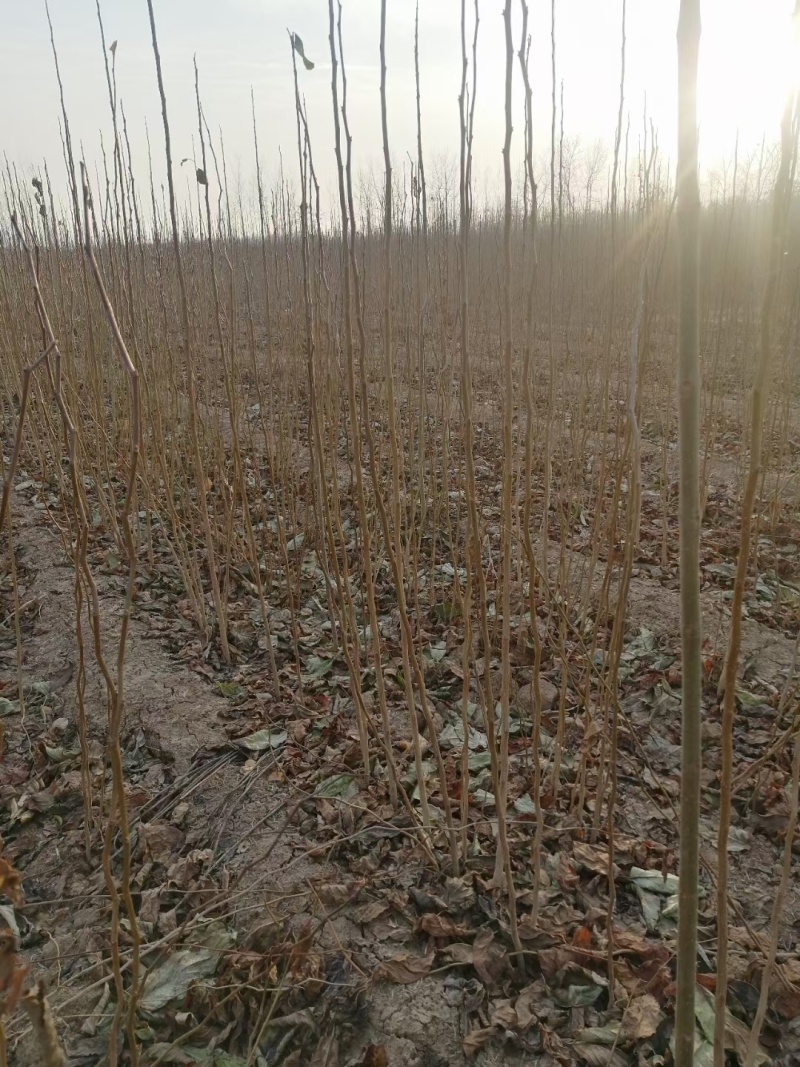 梓树苗价格，梓树苗多少钱0.8-1公分梓树苗价格不高