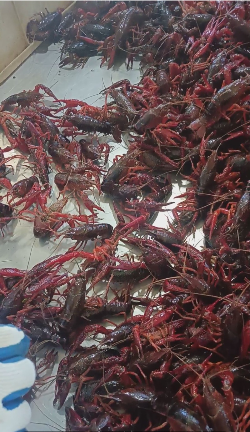 湖北小龙虾，一手货源，大中小规格齐全，产地直供