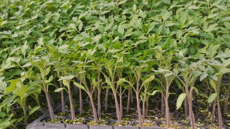 大红西红柿苗齐大利以色列大红卡宴大红番茄苗石头果