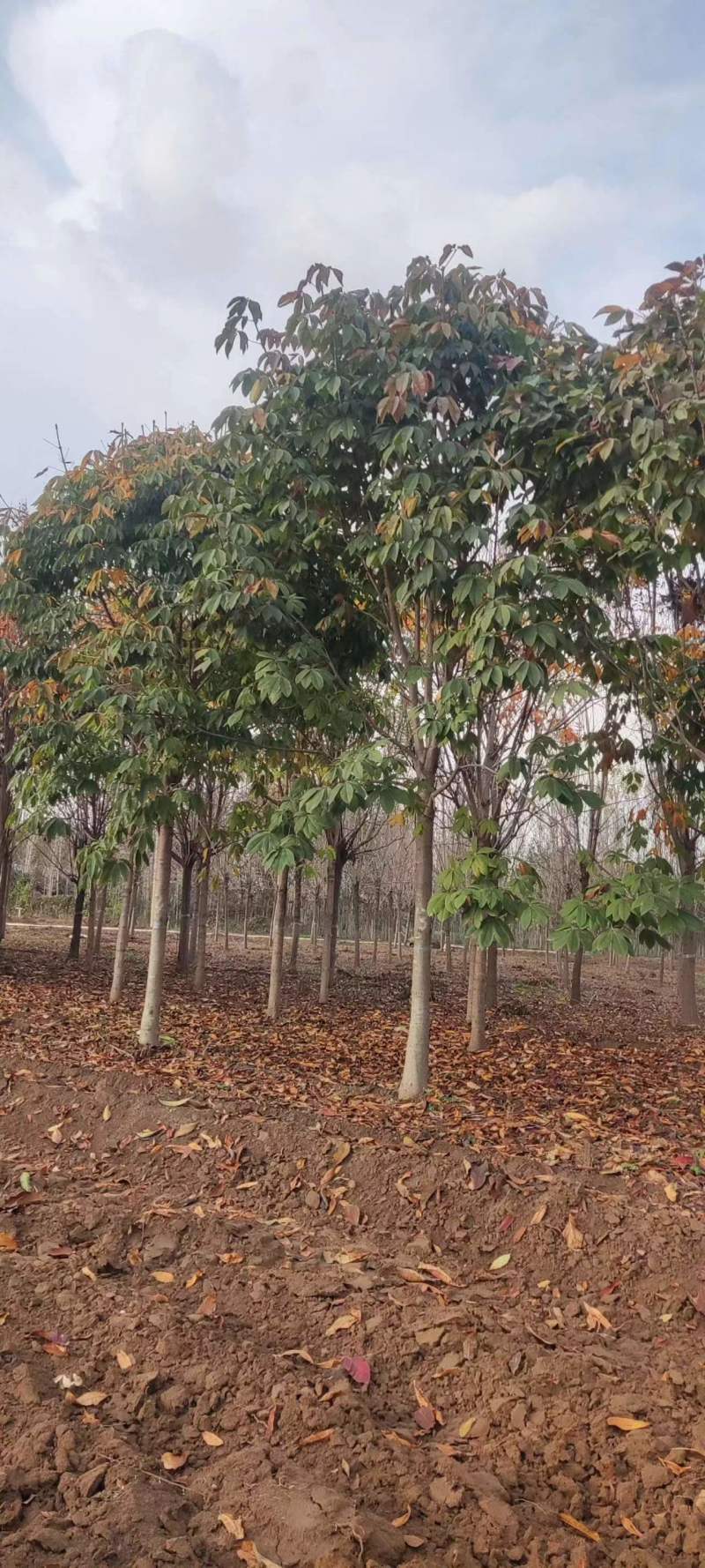 七叶树价格8公分七叶树价格9公分七叶树低价处理