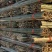 竹片基地直发货源充足量大从优品质保证欢迎来电