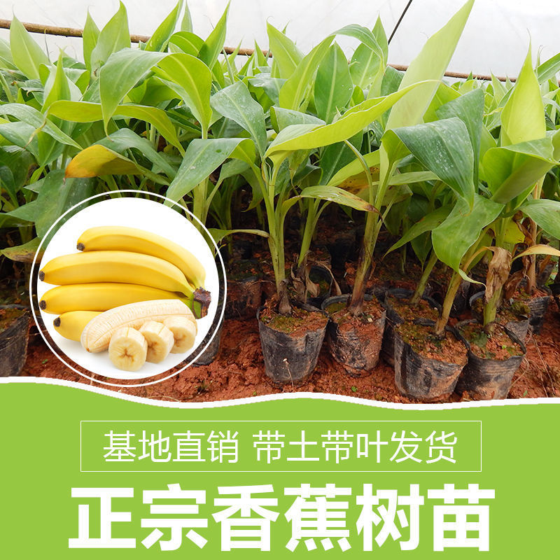 香蕉苗矮化芭蕉皇帝蕉粉蕉小米蕉南北方种植