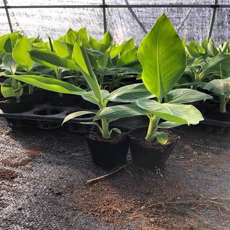 香蕉苗矮化芭蕉皇帝蕉粉蕉小米蕉南北方种植