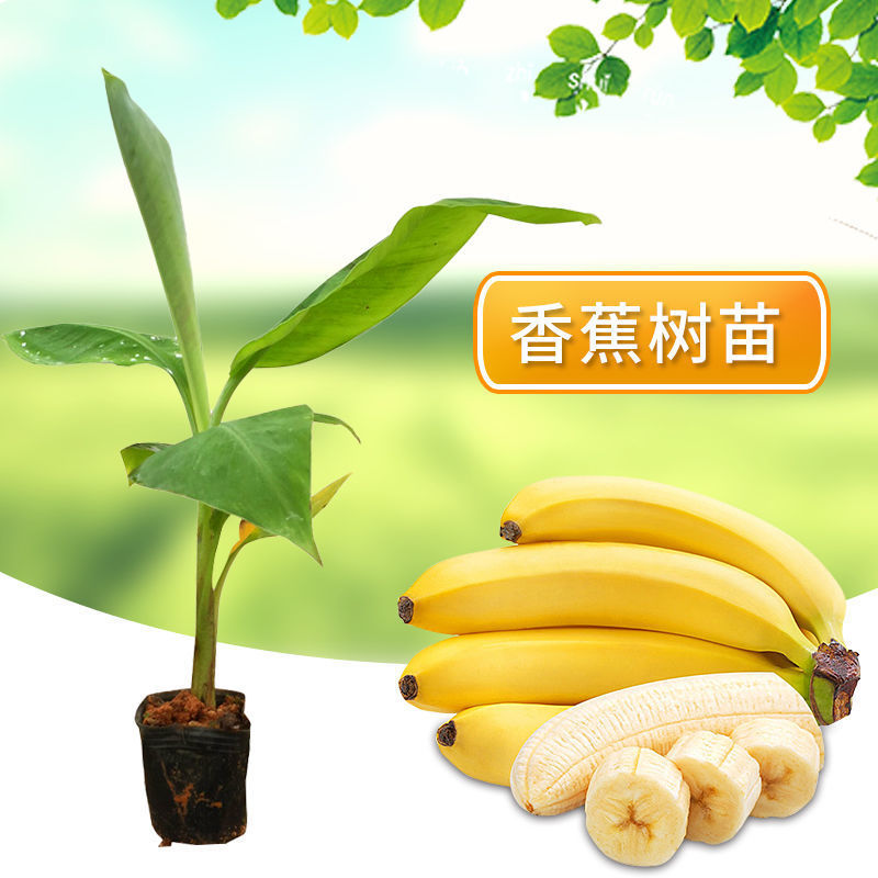 香蕉苗矮化芭蕉皇帝蕉粉蕉小米蕉南北方种植