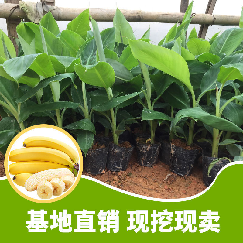 香蕉苗矮化芭蕉皇帝蕉粉蕉小米蕉南北方种植