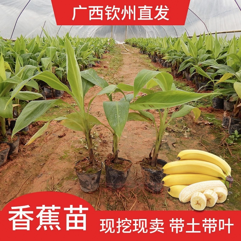 香蕉苗矮化芭蕉皇帝蕉粉蕉小米蕉南北方种植