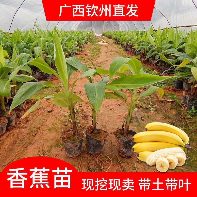 香蕉苗矮化芭蕉皇帝蕉粉蕉小米蕉南北方种植