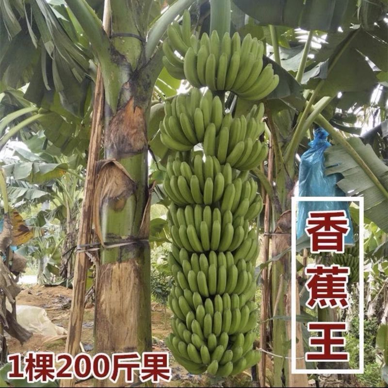 香蕉苗矮化芭蕉皇帝蕉粉蕉小米蕉南北方种植