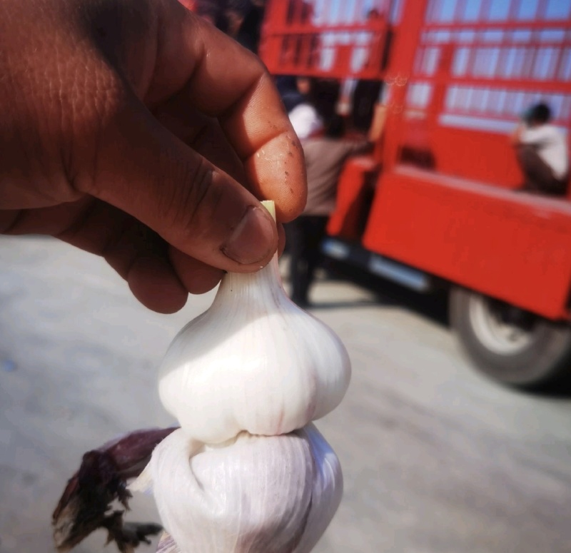 云南紫皮大蒜大量上质量保证产地直发/量大从优