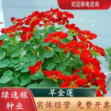 花卉秋天多年生矮生花草植物金莲花旱金莲种子四季易种易活花
