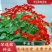 花卉秋天多年生矮生花草植物金莲花旱金莲种子四季易种易活花