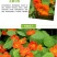 花卉秋天多年生矮生花草植物金莲花旱金莲种子四季易种易活花