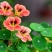 花卉秋天多年生矮生花草植物金莲花旱金莲种子四季易种易活花