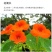 花卉秋天多年生矮生花草植物金莲花旱金莲种子四季易种易活花