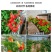 花卉秋天多年生矮生花草植物金莲花旱金莲种子四季易种易活花