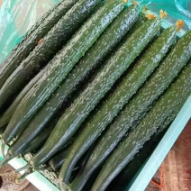 精品油亮密刺黄瓜大量上市一手货源产地直发