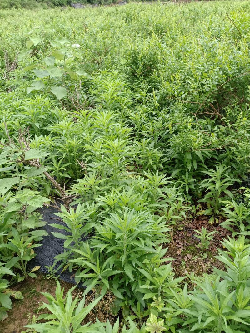 莓茶