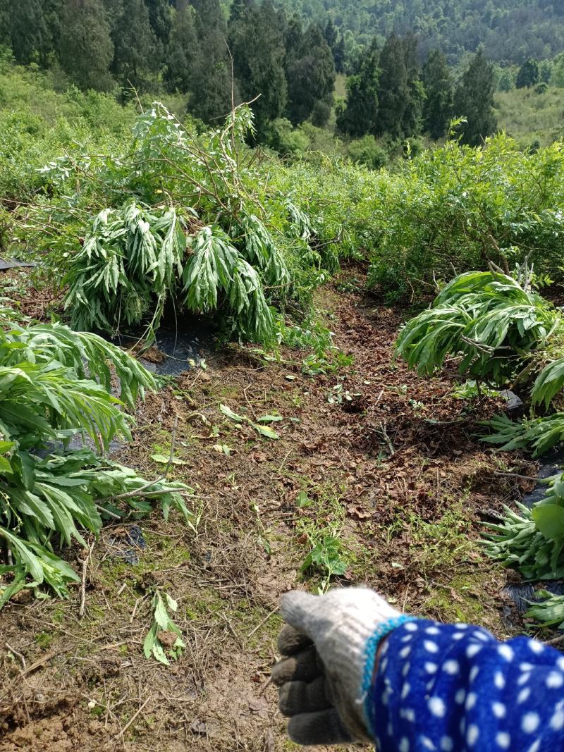 莓茶