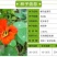 花卉秋天多年生矮生花草植物金莲花旱金莲种子四季易种易活花
