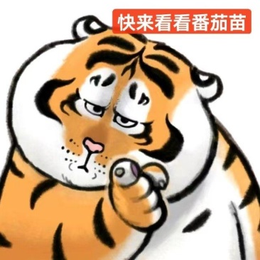 硬粉西红柿苗番茄苗硬粉西红柿苗草莓番茄大红番茄