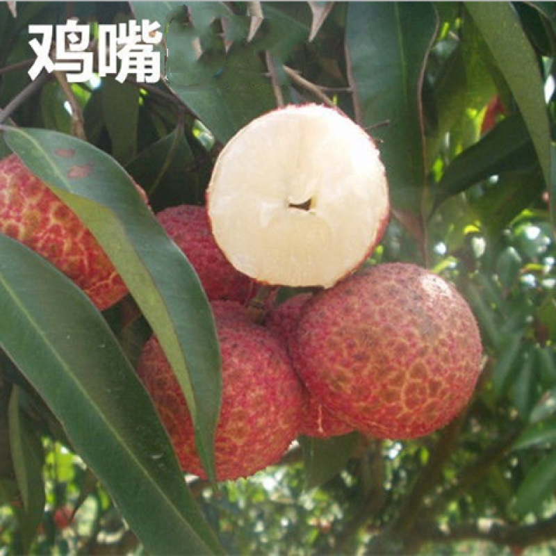 周边仙奉进地栽山地栽糯米糍三月红院子南北乐器紫色橙色