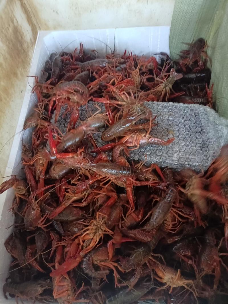 湖北小龙虾一手货源，大中小规格齐全，产地直供