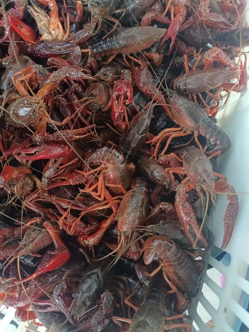 湖北小龙虾一手货源，大中小规格齐全，产地直供