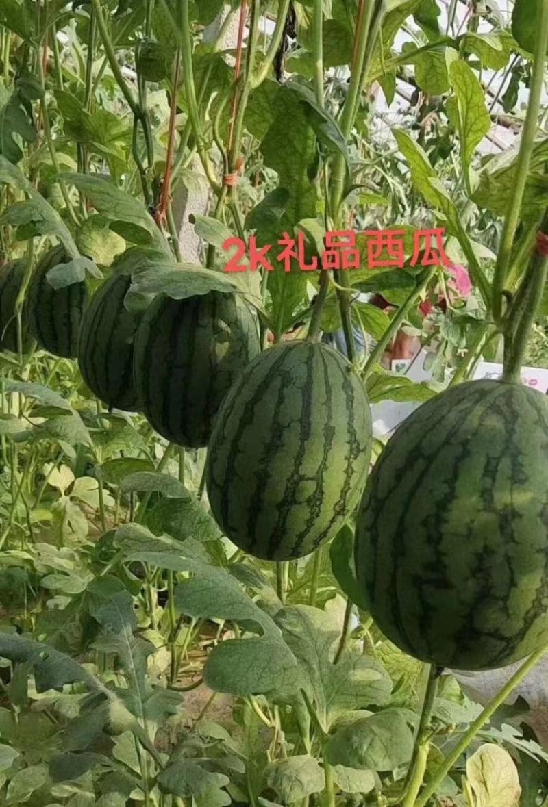西瓜苗直播嫁接甜王8424美都红玉2K4K金城5