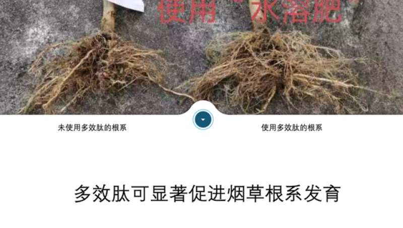 院博团队研发聚谷氨酸中量水溶肥科学稀释1000倍