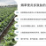 院博团队研发聚谷氨酸中量水溶肥科学稀释1000倍