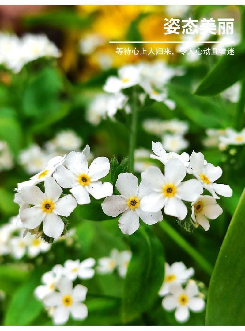 勿忘草花种子宿根多年生勿忘我种子盆栽耐寒易种太阳花卉种子
