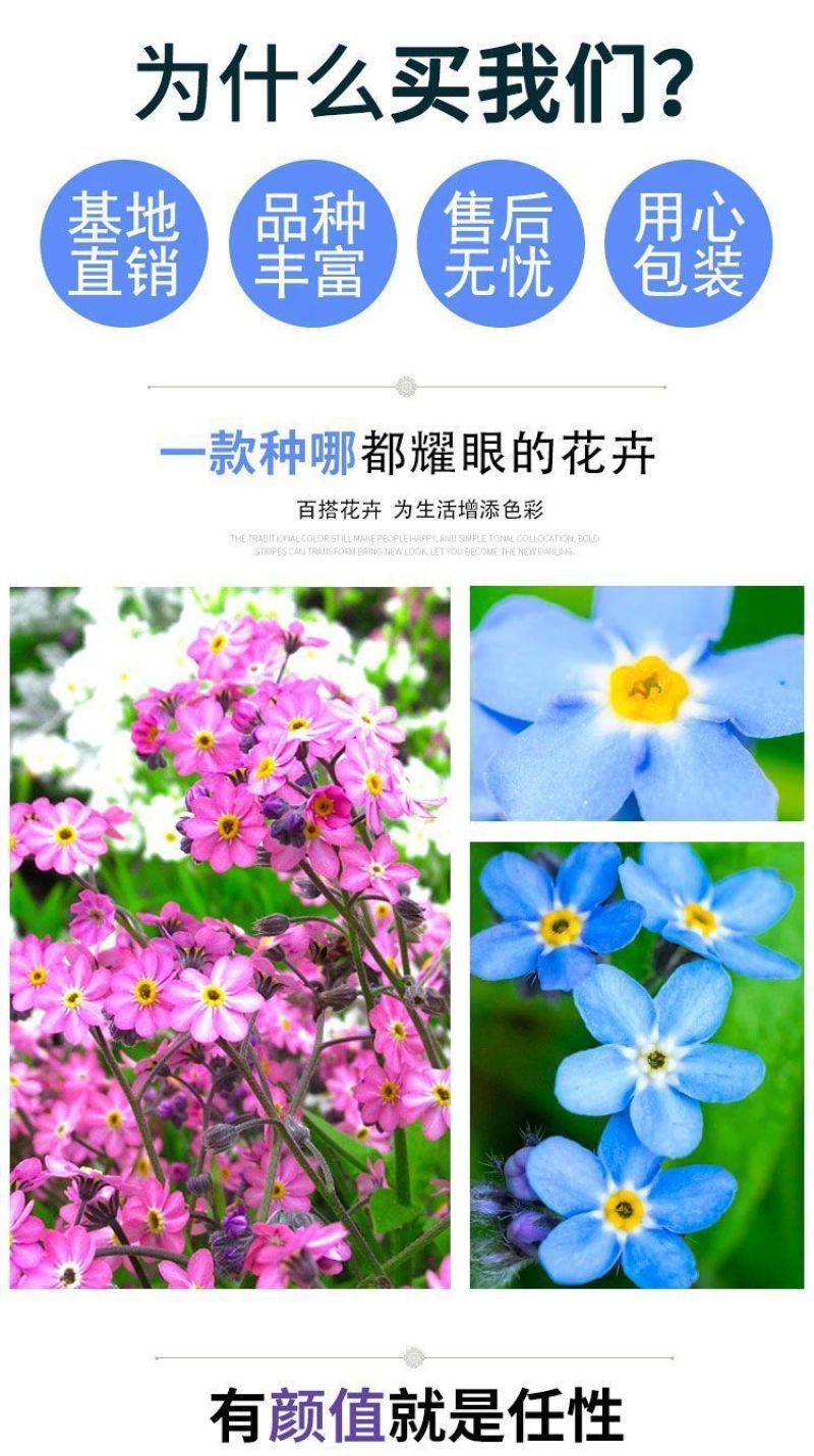 勿忘草花种子宿根多年生勿忘我种子盆栽耐寒易种太阳花卉种子