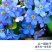 勿忘草花种子宿根多年生勿忘我种子盆栽耐寒易种太阳花卉种子