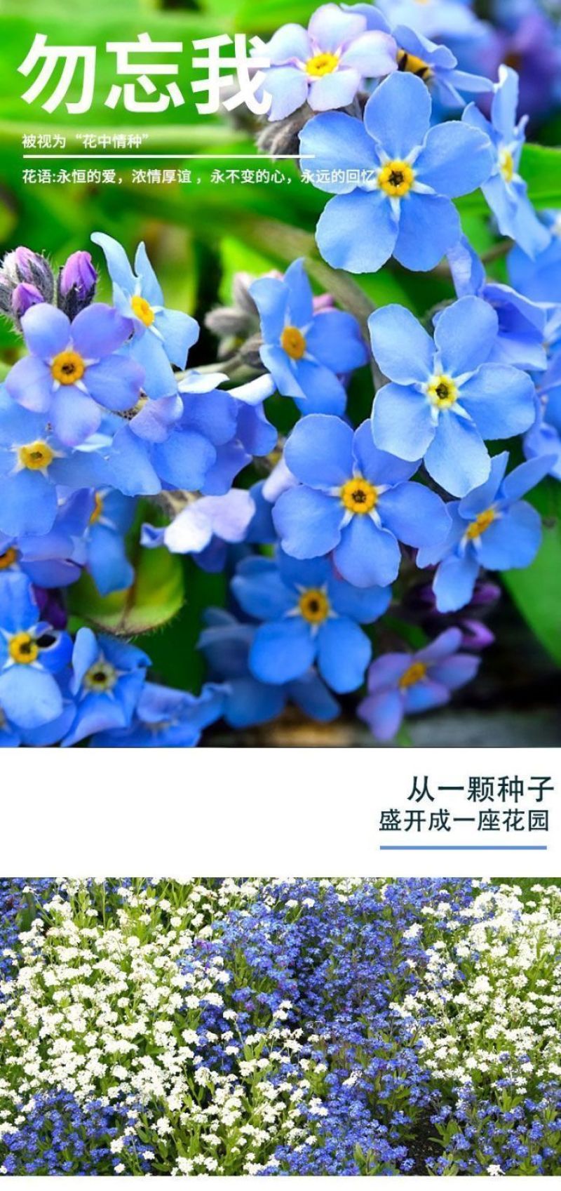 勿忘草花种子宿根多年生勿忘我种子盆栽耐寒易种太阳花卉种子