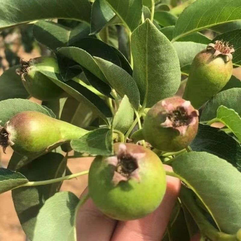 嫁接大果梨树苗特种树苗大果早熟阿巴特香梨地栽盆栽南北方均