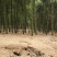 莫干山早园笋自家春笋新鲜现挖