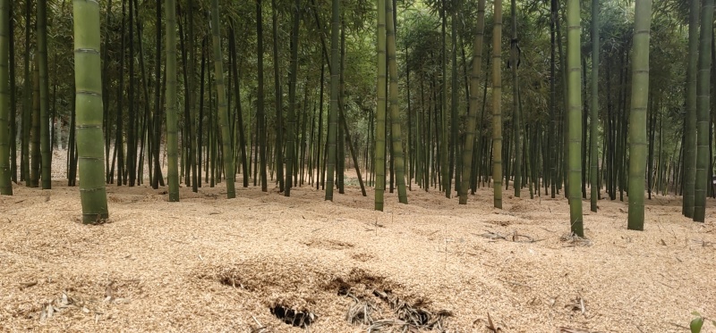 莫干山早园笋自家春笋新鲜现挖