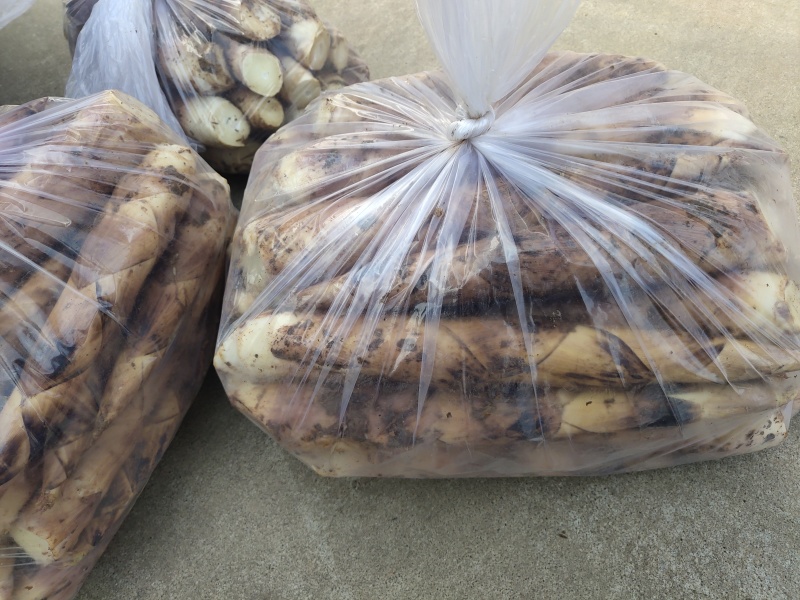 莫干山早园笋自家春笋新鲜现挖