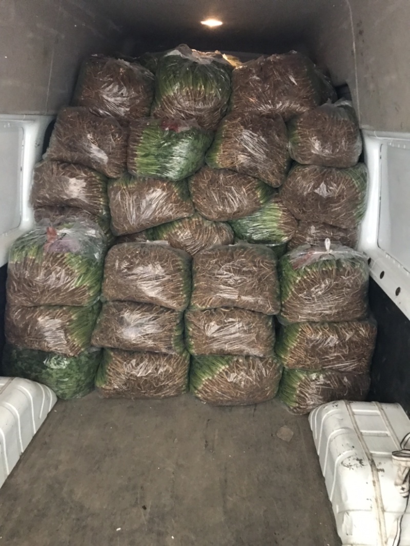 铁杆香菜鲜货全国各地发货品质优良欢迎来电咨询