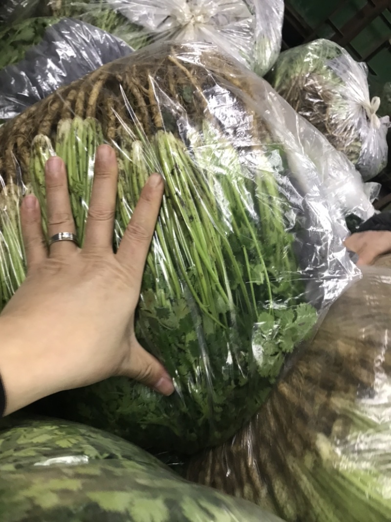 铁杆香菜鲜货全国各地发货品质优良欢迎来电咨询