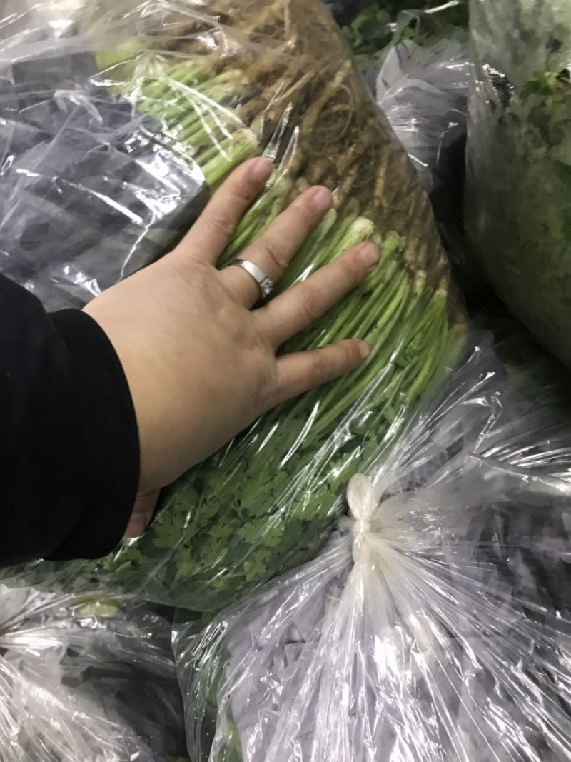 铁杆香菜鲜货全国各地发货品质优良欢迎来电咨询
