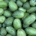 拇指西瓜种子迷你小西瓜水果种籽可生吃农家四季阳台盆栽蔬菜