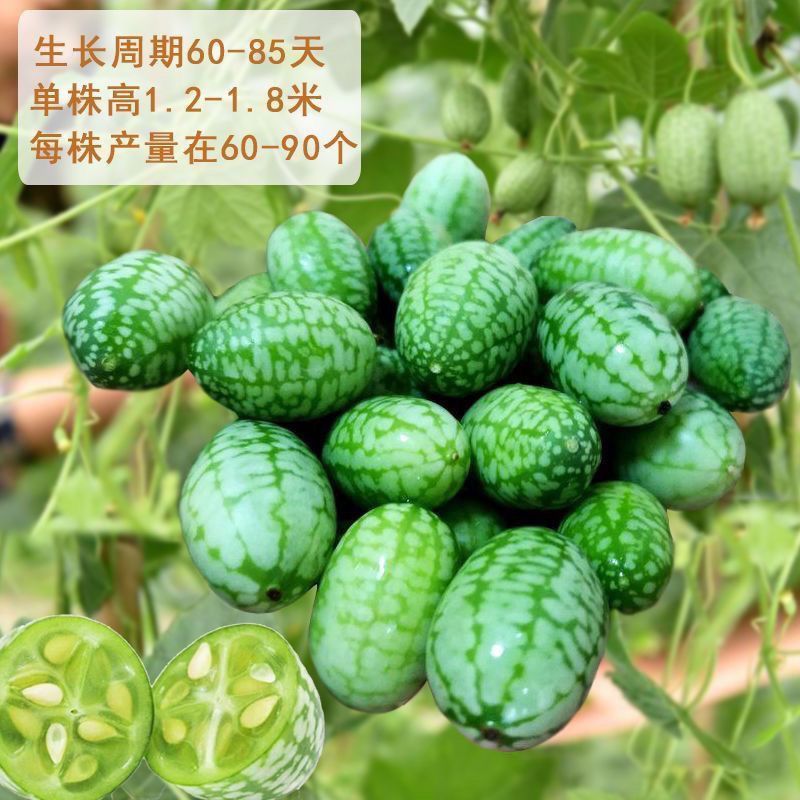 拇指西瓜种子迷你小西瓜水果种籽可生吃农家四季阳台盆栽蔬菜